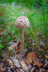 Image showing Parasol mushroom