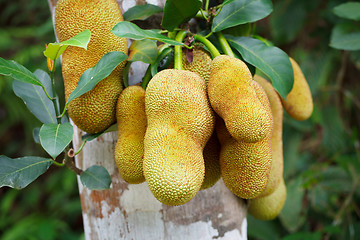 Image showing Tropical plant - jackfruit tree in forest