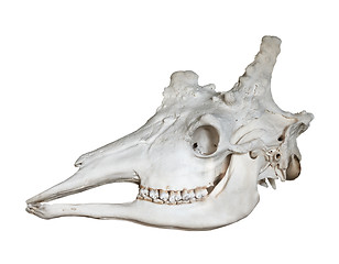 Image showing Skull of giraffe isolated on white