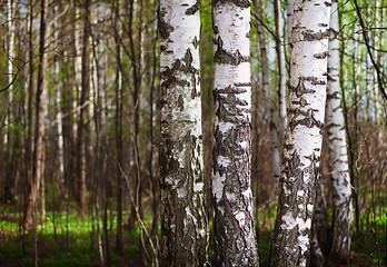 Image showing Trunks of birch trees in the northern forest