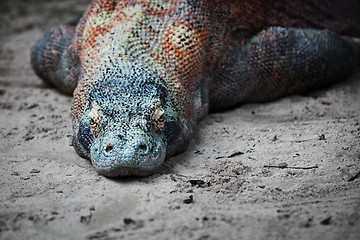 Image showing Komodo monitor lizard rests on the sand