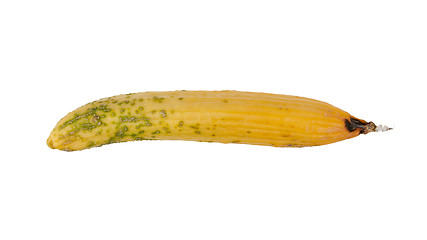 Image showing Cucumber turning yellow