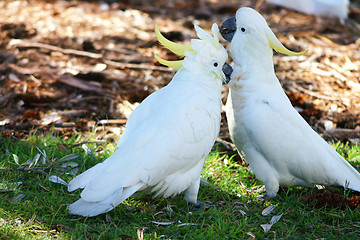 Image showing Canoodling cockatoos