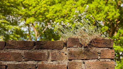 Image showing Plant little tree on old red bricks wall background