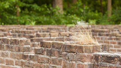 Image showing Plant little tree on old red bricks wall background