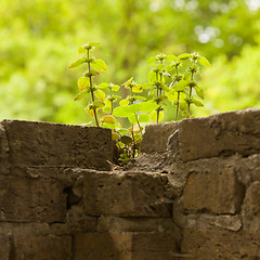 Image showing Plant little tree on old red bricks wall background