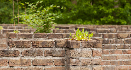 Image showing Plant little tree on old red bricks wall background