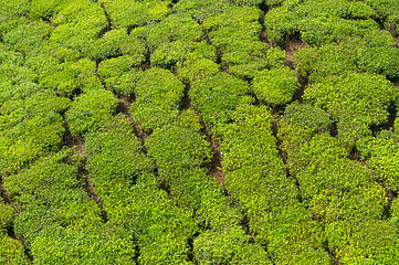 Image showing Tea Estate