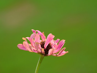 Image showing Flowers marking the arrival of the spring season