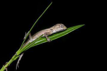 Image showing Indian Garden Lizard