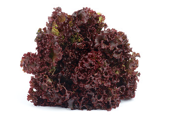 Image showing Lollo Rosso Lettuce