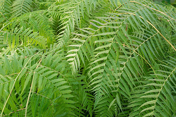 Image showing Ferns picture