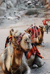 Image showing 	Camels