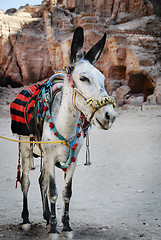 Image showing 	Donkey