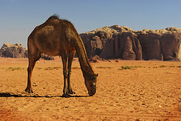 Image showing Camel in Wadi Rum