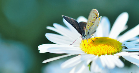 Image showing butterfly