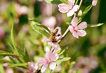 Image showing Bee on a flower