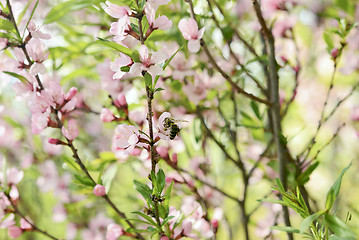 Image showing Sakura 