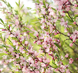 Image showing Sakura cherry flower