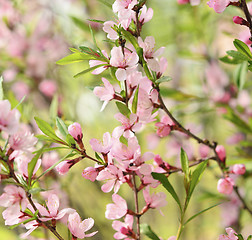 Image showing Sakura