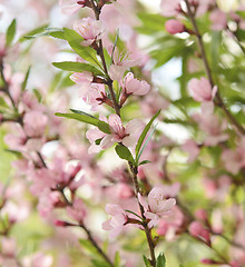 Image showing Sakura 