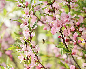 Image showing Sakura