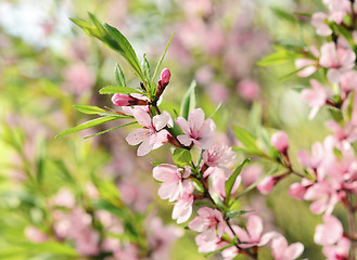 Image showing Sakura