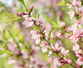 Image showing Sakura 