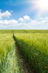 Image showing Organic Green spring grains field