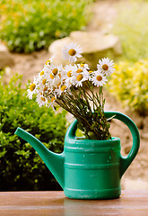 Image showing daisy flower in garden watering can