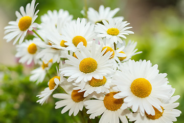 Image showing daisy flower with shallow focus