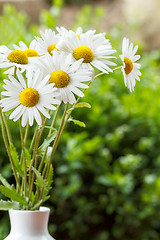 Image showing daisy flower in the vase with shallow focus