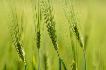 Image showing Organic Green spring grains with shallow focus