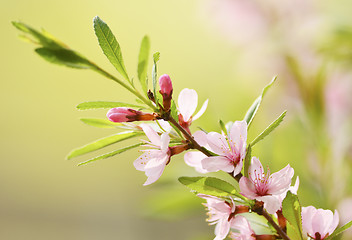 Image showing Sakura