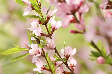 Image showing Sakura 