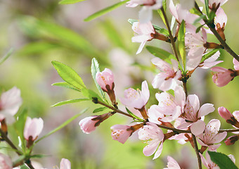 Image showing Sakura