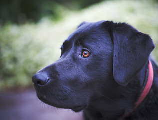 Image showing black labrador
