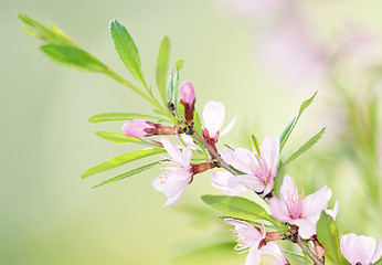 Image showing Sakura