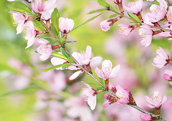 Image showing Sakura