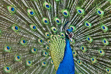 Image showing Screaming Peacock