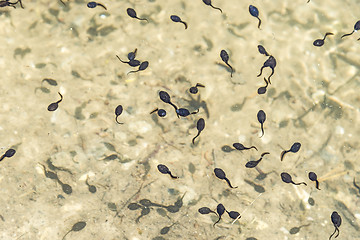 Image showing tadpoles in a lake