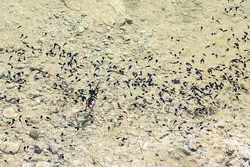 Image showing swarm of tadpoles