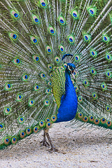 Image showing Screaming Peacock