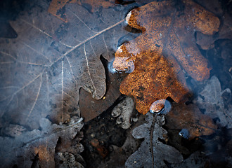 Image showing Last year's leaves in the melted water.