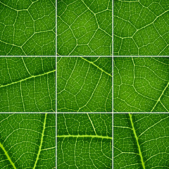 Image showing Green backgrounds set. Oak leaf closeup, super macro.