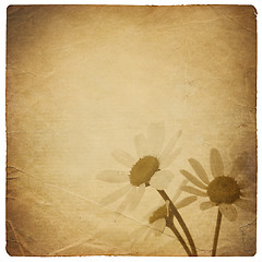 Image showing Vintage chamomile flowers background. Isolated on white.