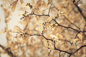 Image showing linden blossom, closeup toned shot