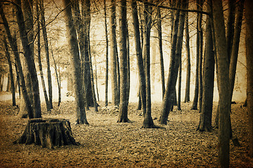 Image showing Vintage forest background