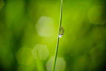 Image showing fresh wet green grass closeup