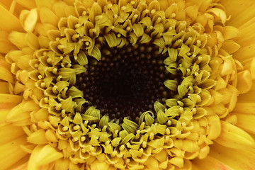 Image showing Yellow flower macro